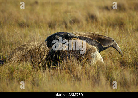 Großer Ameisenbär (Myrmecophaga Tridactyla) Mutter mit Baby auf Rückseite SERRA DA CANASTRA Nationalpark Minas Gerais Brasilien WILD Stockfoto