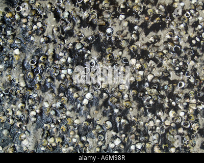 Lake Okeechobee niedrige Wasserstände Trockenheit ausgesetzt Bank Hafen Mayaca Lakebead 03 07 Stockfoto