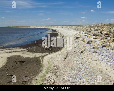 Lake Okeechobee niedrige Wasserstände Trockenheit ausgesetzt bank Hafen Mayaca 03 07 Stockfoto