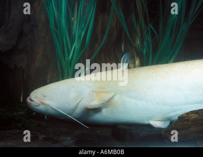 MARINE ALBINO Wels Stockfoto