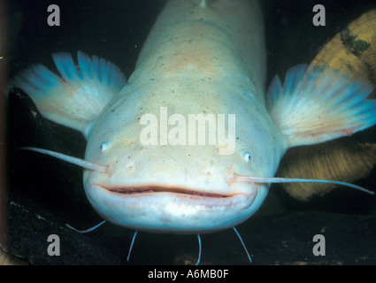 MARINE ALBINO Wels Stockfoto