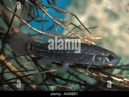 MARINE ELRITZE Schlamm Stockfoto