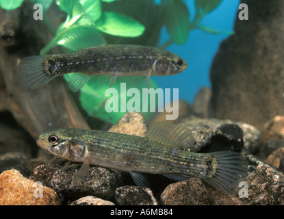 MARINE ELRITZE Schlamm Stockfoto