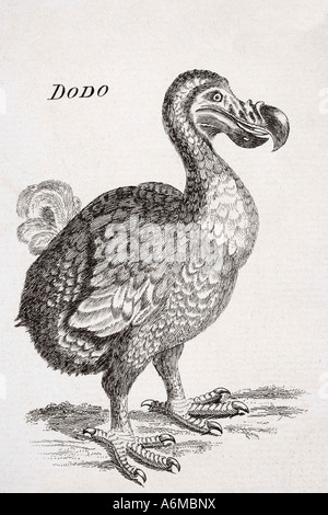 18. jahrhundert Zeichnung der heute ausgestorbenen Dodo bird von Mauritius. Raphus cucullatus Stockfoto