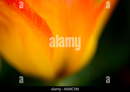 Tulpe Tulipa Osterüberraschung abstrakte Nahaufnahme Stockfoto