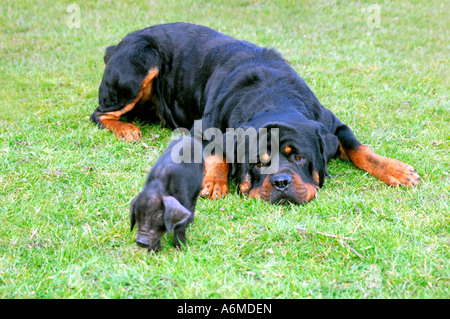 Oscar der 4 Jahre alte Rottweiler ein Auge auf eines seiner angenommenen schwarzen britischen Ferkel. Stockfoto