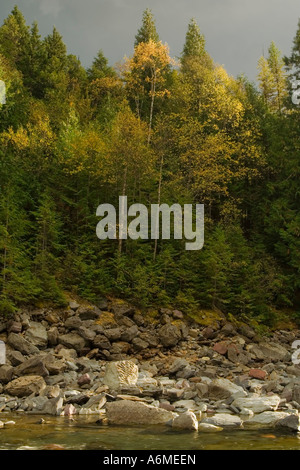 Kontrastierende Farben des Laubes entlang McDonald Creek Glacier Nationalpark Stockfoto