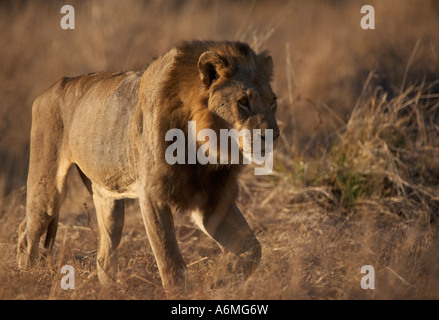 Löwe (Panthera Leo) Stockfoto