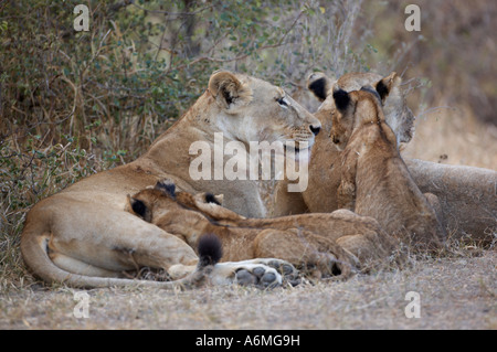 Löwin mit Spanferkel Cubs (Panthera Leo) Stockfoto