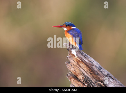 Malachit-Eisvogel (Alcedo Cristata)