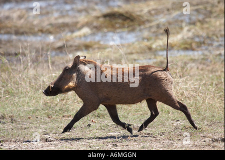 Trab-Warzenschwein (Phacochoerus Aethiopicus) Stockfoto