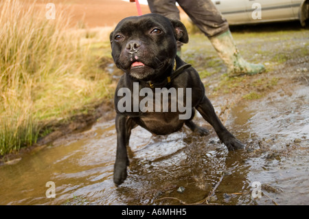 Eine junge Pit-Bullterrier Anstrengung an seiner Leine Powys, Wales. Stockfoto