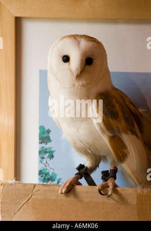 Gemeinsamen Schleiereule (Tyto Alba) vor einem Bild Stockfoto