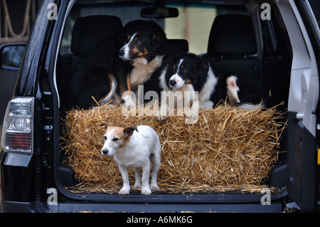 ZWEI BORDER-COLLIE HUNDE UND EIN JACK RUSSELL AUF DER RÜCKSEITE EIN VIER-RAD ANTRIEB FAHRZEUG UK Stockfoto