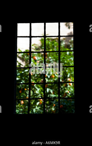 Differenzielle Fokus Schuss der Orangenbaum im Hof des Museu Frederic Mares durch Fenster El Barri Gotic Barcelona Spanien Stockfoto