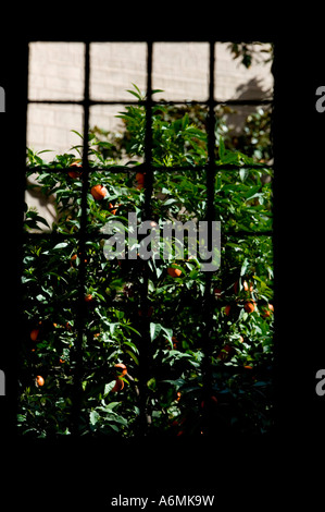 Differenzielle Fokus Schuss der Orangenbaum im Hof des Museu Frederic Mares durch Fenster El Barri Gotic Barcelona Spanien Stockfoto