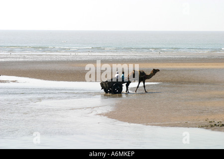 Kamel ziehen einen Karren, beladen mit Fisch am Strand bei Ebbe an Mandavi Anschluss am Fluss Rukmavati in Gujarat, Indien Stockfoto