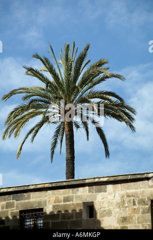 Einsame Palme über Dach neben Barcelona Kathedrale El Barri Gotic gotischen Viertel Barcelona Katalonien Spanien Stockfoto