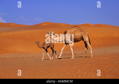 Kamele in Wüstenlandschaft bei Al Hayer in der Nähe von Dubai Vereinigte Arabische Emirate Stockfoto