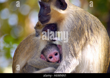 Callithrix Affe (aka Vervet) Schimpansen Rehabilitation Vertrauen Baboon Island Gambia Stockfoto