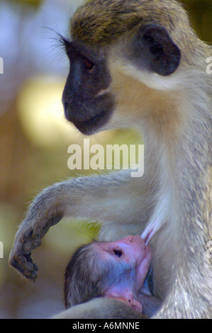 Callithrix Affe (aka Vervet) Schimpansen Rehabilitation Vertrauen Baboon Island Gambia Stockfoto