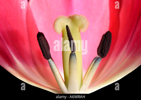 Rote Tulpe Blütenstempel und Staubgefäße Makro Stockfoto