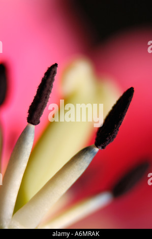 Rote Tulpe Blütenstempel und Staubgefäße Makro Stockfoto