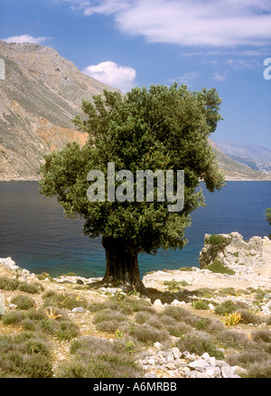 Alten Olivenbaum im Frühling am Meer in der Nähe von Loutro, westlichen Kreta, Griechenland Stockfoto