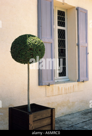 Buchsbaum Formschnitt in einem hölzernen Blumenkasten außerhalb der Marqueyssac Chateau Aquitanien Dordogne-Frankreich Stockfoto