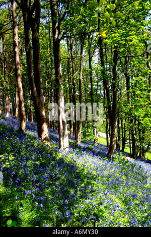 Hyacinthoides Bluebell Gattung Bluebell Holz Denbighshire North Wales UK Großbritannien GB Großbritannien Briish Inseln EU Europa Stockfoto