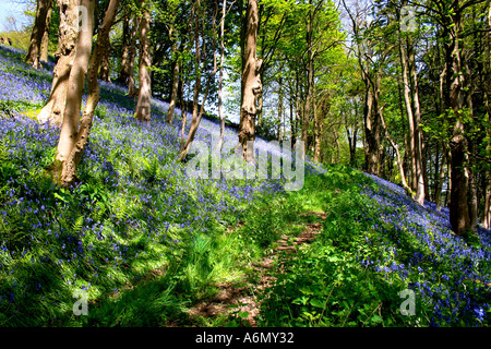 Hyacinthoides Bluebell Gattung Bluebell Holz Denbighshire North Wales Großbritannien Großbritannien Europa Stockfoto