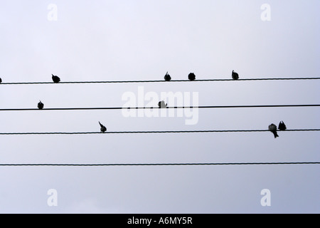 Viele Vögel Schwalben sitzen auf elektrische Leitungen über bewölktem Himmel Stockfoto