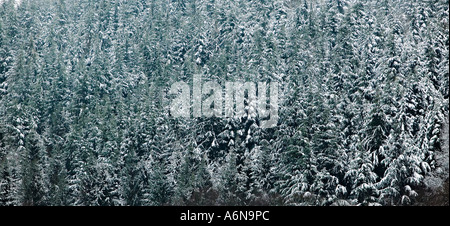 Bäume im Winter mit Schnee auf den Zweigen Blorenge Mountain Wales UK Stockfoto