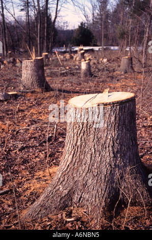 Stümpfe von vor kurzem senken Bäume Stockfoto
