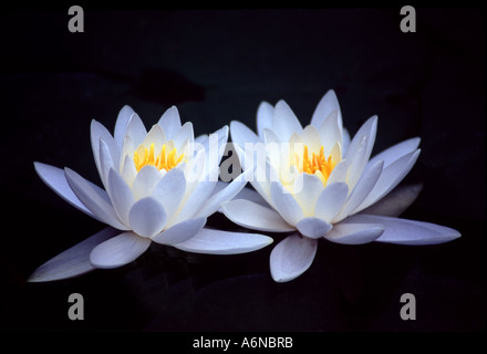 Seerosen in voller Blüte Stockfoto