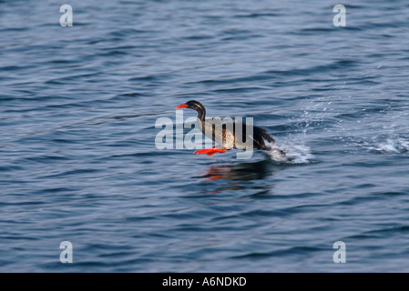 African Finfoot, Podica senegalensis petersi Stockfoto