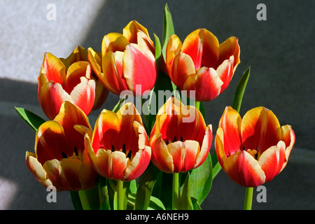 Eine Reihe von Tulpen von oben gesehen Stockfoto