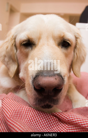 Vertikale Porträt von einem vier Jahre alten golden retriever Stockfoto