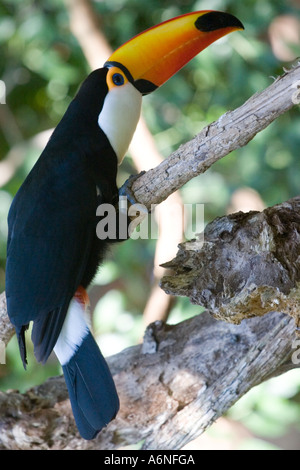 Tukan - Höhenprofil aus leicht hinter B (Argentinien 2005) Stockfoto