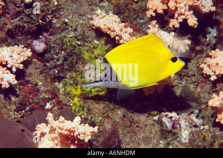 Lange Nase Butterflyfish Forcipiger flavissimus Stockfoto