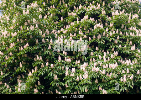Rosskastanie Aesculus Hippocastanum Blüte Stockfoto