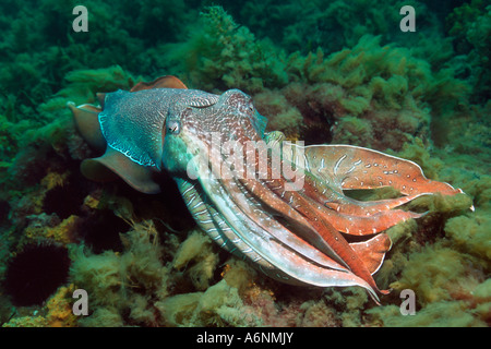 Riesige Tintenfische Sepia Apama umwerben männlichen Gehabe Stockfoto