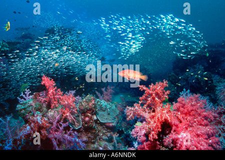 Korallenriff-Landschaft mit den Schulen von Kehrmaschinen Weichkorallen und eine Koralle Hirschkuh Andaman Sea-Thailand Stockfoto