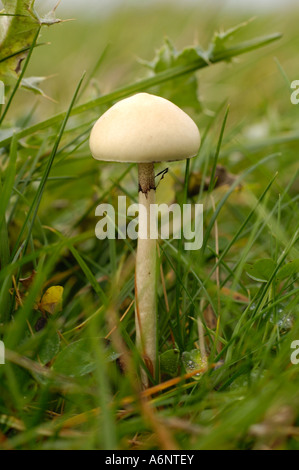 Dung Rundkopf, Träuschling semiglobata Stockfoto