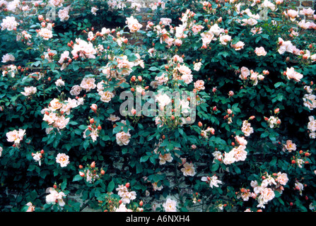 Sissinghurst Castle Gardens, Kent, England Stockfoto