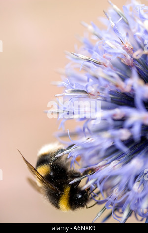 Biene auf Globethistle Stockfoto