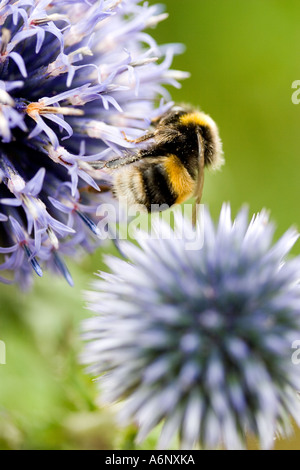 Biene auf Globethistle Stockfoto