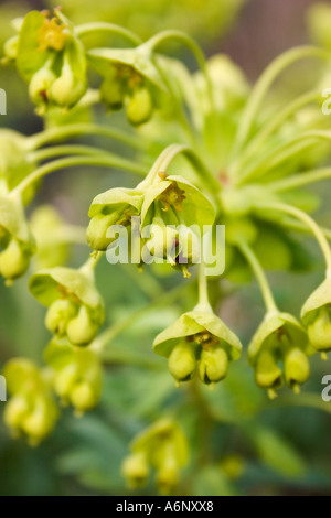 Euphorbia Characias ss Wulfenii Stockfoto