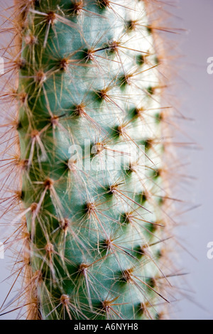 Kaktus Stockfoto