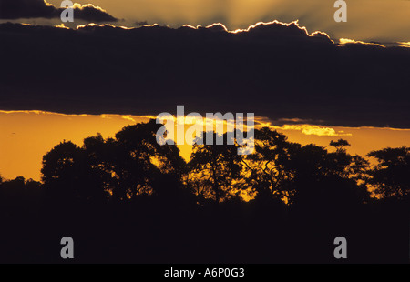 Die Sonne hinter einem Stand von Bäumen in Namibia Caprivi Strip, Mamili Nationalpark, Afrika Stockfoto